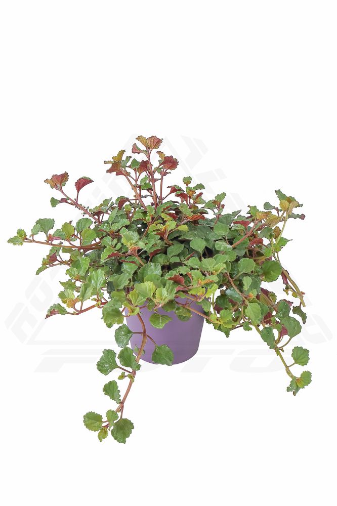 Pianta Di Plectranthus Foglia Viola Vendita Online Azienda Il Rosmarino