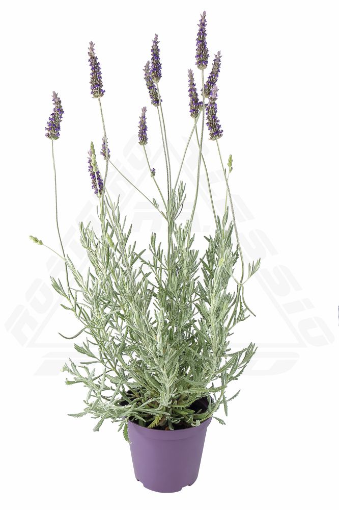 Pianta Di Lavanda Vellutata Vendita Online Azienda Il Rosmarino