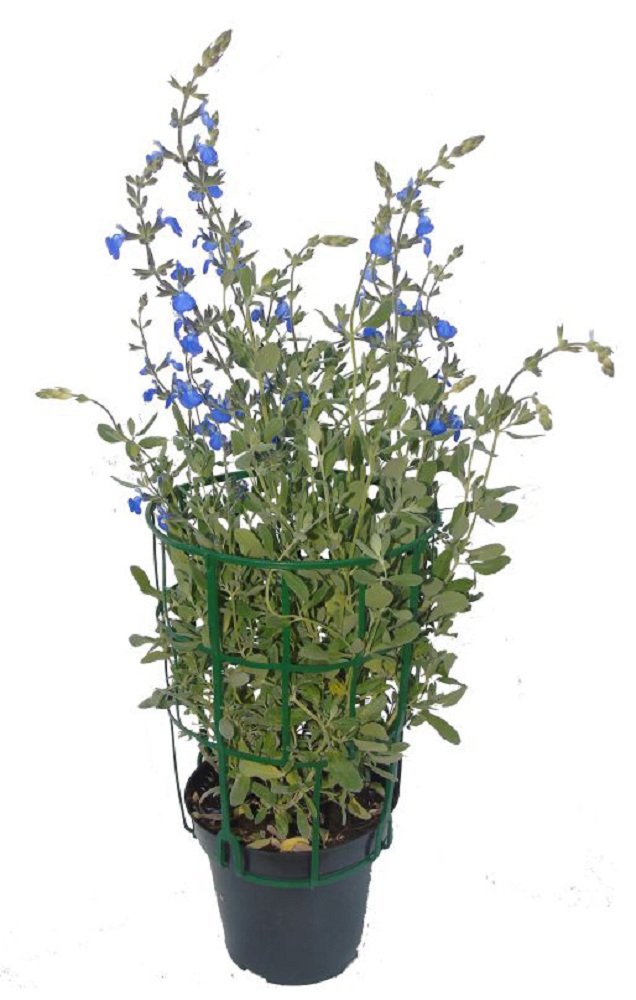 Pianta Di Salvia Fiore Blu Vendita Online Azienda Il Rosmarino